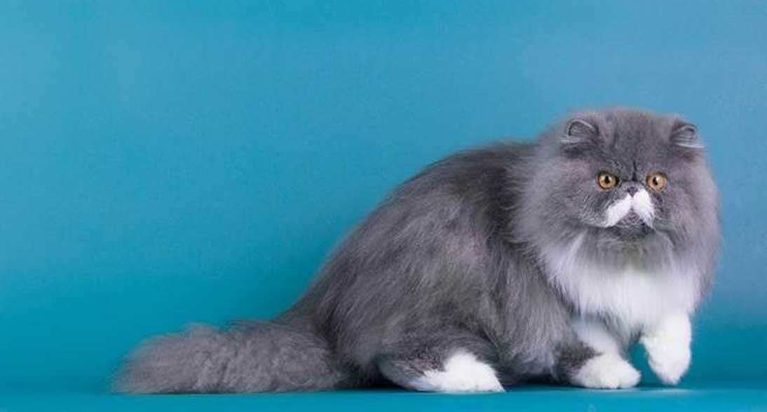 Gambar Kucing Duduk Lucu - 81021+ Nama Untuk Kucing Comel ...