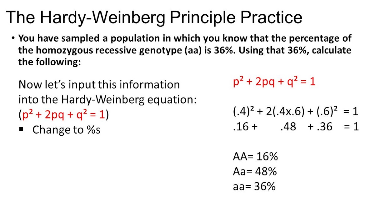 The Hardy Weinberg Equation Worksheet Answers - Worksheet List