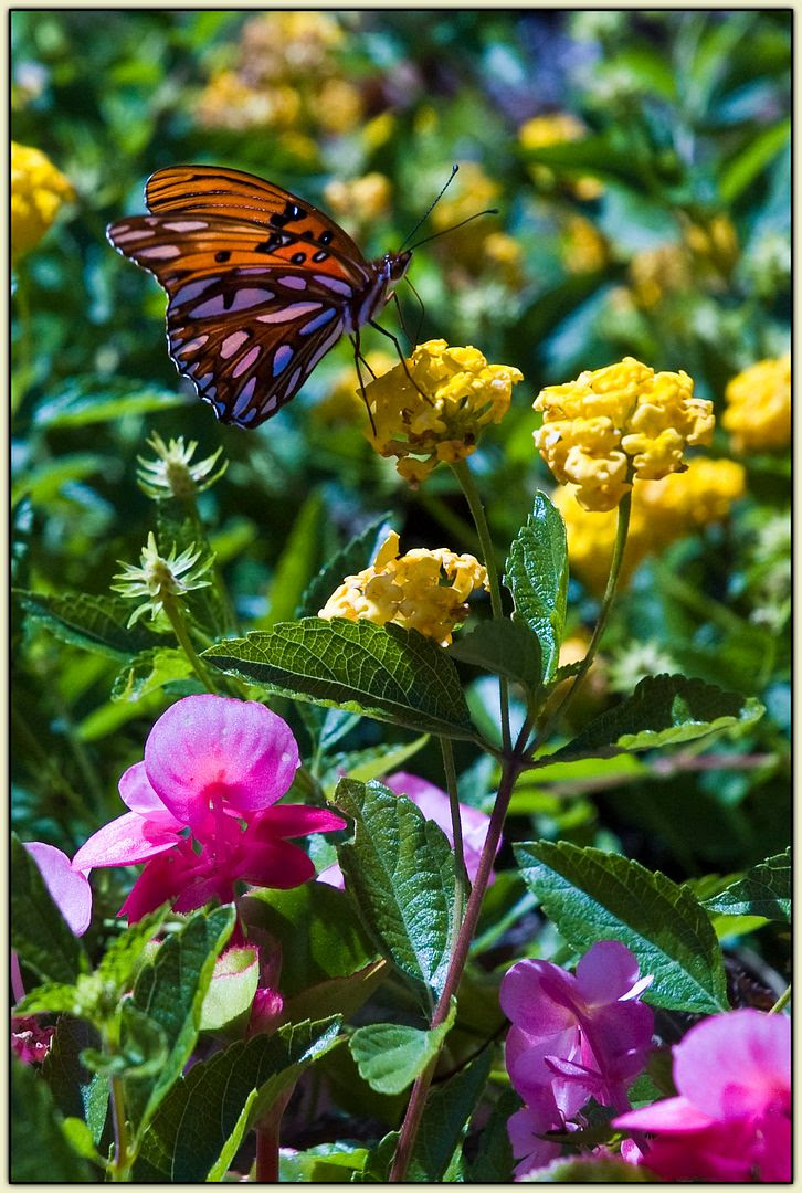 Gulf Fritillary - profile