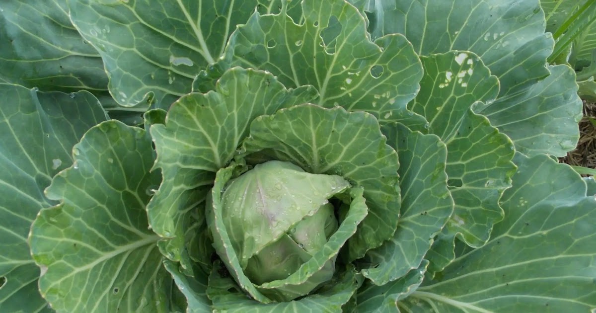 Can You Plant Bulbs In January Seed of the Week