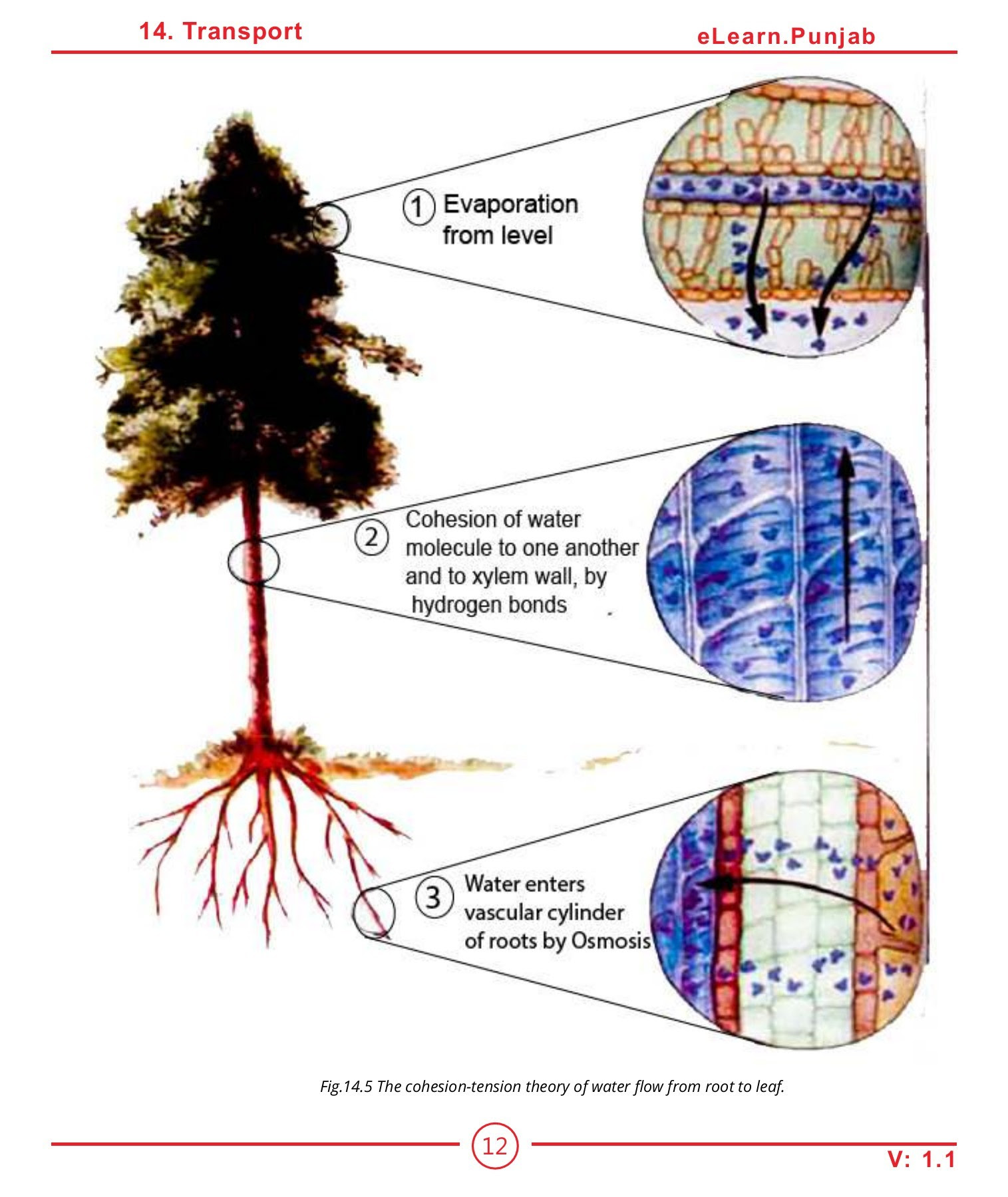 Simple Cohesion Tension Theory Diagram Data Diagram Medis