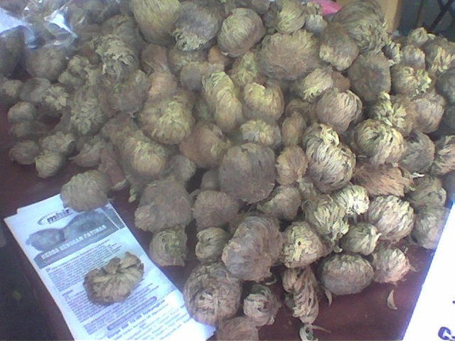 Perubatan Herba Tradisional Melayu Mengapa q