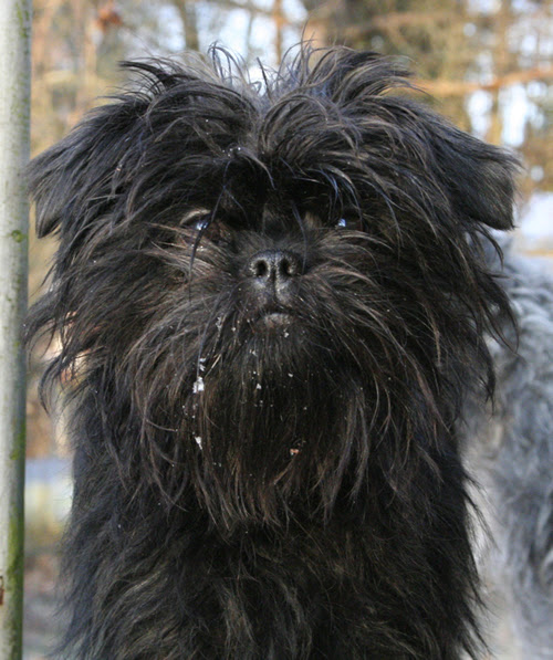  of small dogs : best small dog breeds: Affenpinscher small dog breed