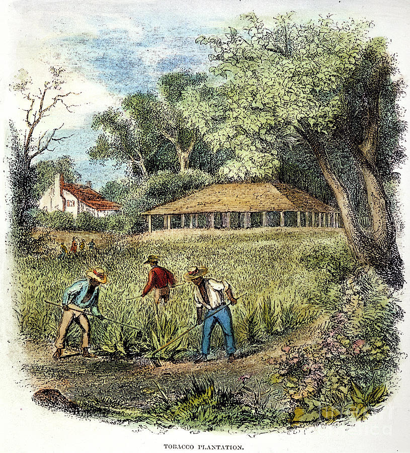 http://images.fineartamerica.com/images-medium-large/tobacco-plantation-granger.jpg
