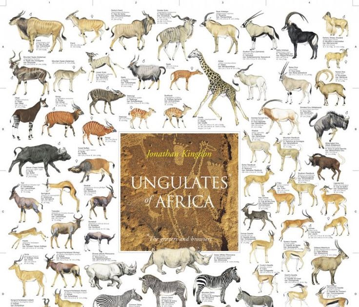 African Animals List : African Animals List A Z | Animal Enthusias Blog