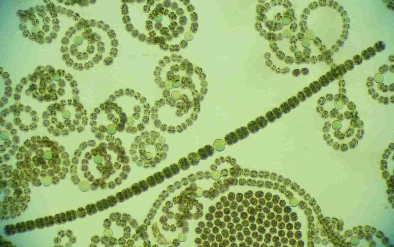 What kingdom do cyanobacteria belong to?
