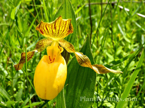 yellowlady