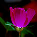 purple poppy mallow side