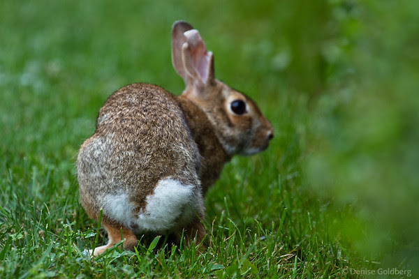 rabbit, tail up, about to run