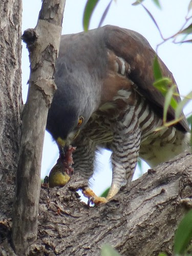 鳳頭蒼鷹/無限台南