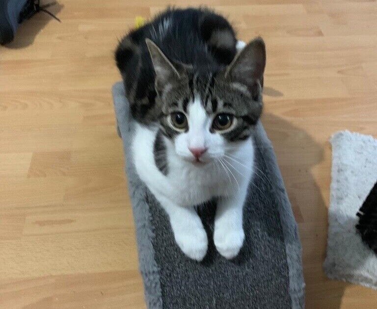 Lykoi Kitten For Sale Uk Tabby kitten in Sunderland, Tyne and Wear