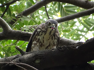 鳳頭蒼鷹/無限台南