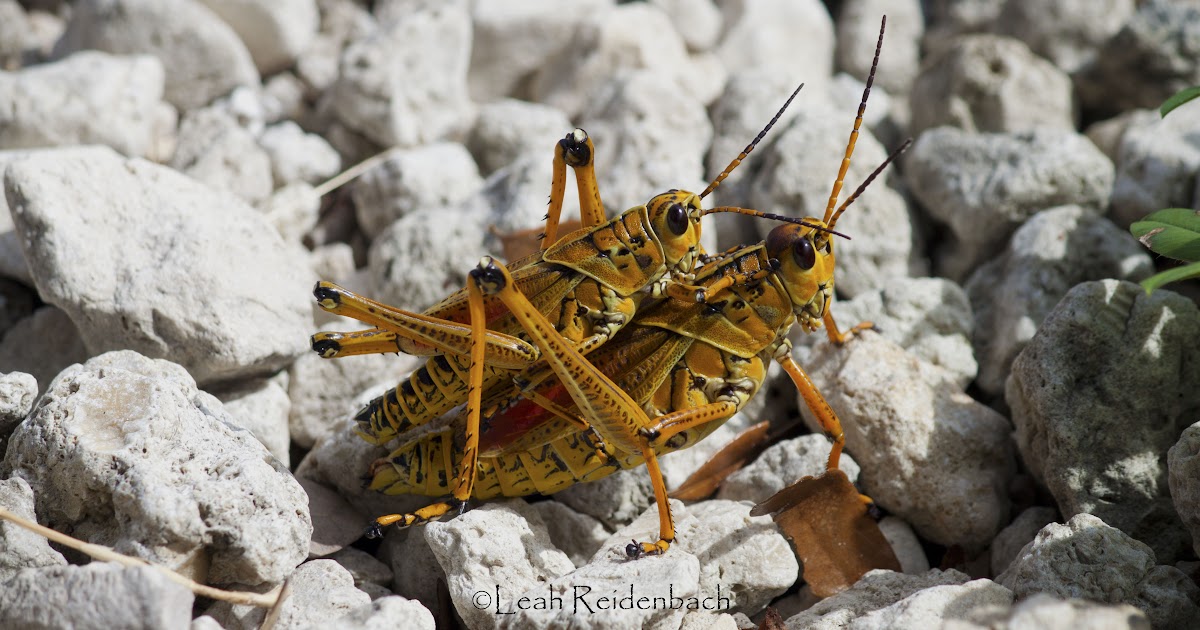 maycintadamayantixibb: Eastern Lubber Grasshopper Life Cycle