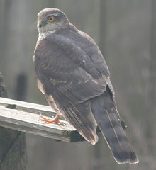 Sparrowhawk