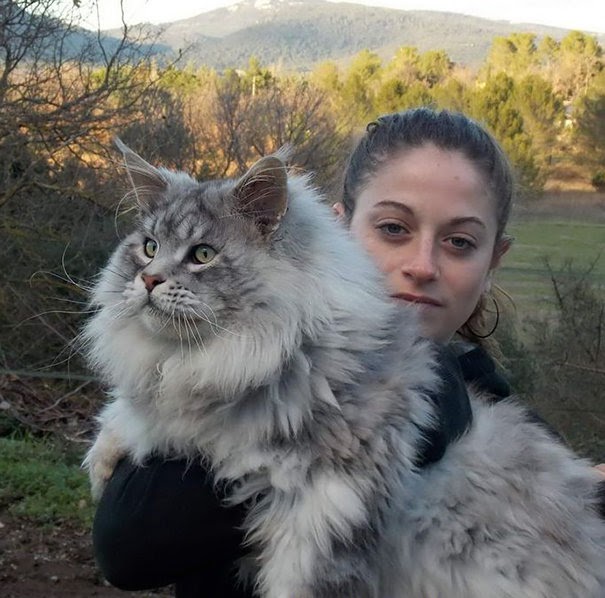 Harga Kucing Maine Coon Di Bandung - Berbagai Permainan