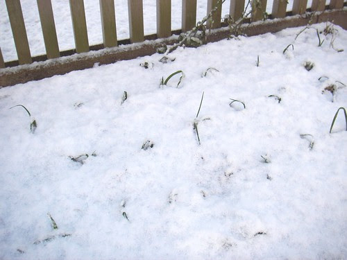 snow covered garlic