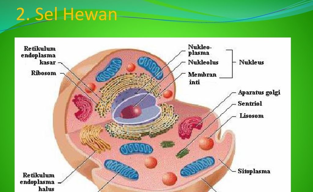 Struktur Sel Hewan Dan Tumbuhan Beserta Bagian Dan Fungsinya