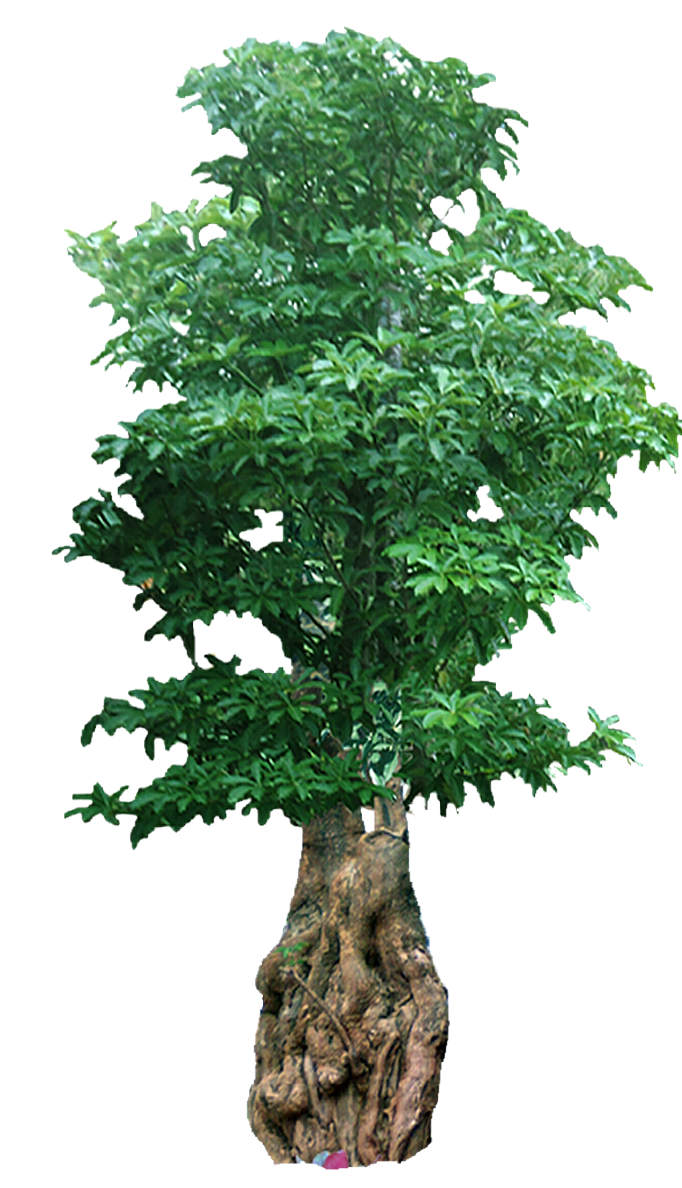 pozie: Bonsai Serut Pohon Lurus