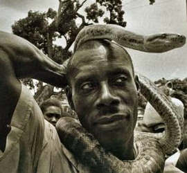 Vodoun Dangbé (Python regius), le serpent bon, parce que non venimeux, symbolise la continuité de la vie avec ses bonheurs et ses malheurs. Au Bénin, le python, pour une certaine frange de la population, est une divinité à part entière. Il y a le python royal, 1m 50 de long et 18 cm de circonférence, le python du Sebha. C’est celui que les gens appellent communément Boa. Il peut mesurer 12 mètres. L’une des marques visibles de l’adoration du reptile est la cicatrice sur le corps et particulièrement sur le visage. Une grande cérémonie est prévue tous les sept ans à cet effet. En général, cela se passe au mois de janvier ou de février. Le temple qui existe depuis le 16ème siècle accepte la cohabitation avec les autres religions. Une cohabitation de façade, comme l’affirment les mauvaises langues ? Car là où l’huile rouge, la farine de maïs et le sang se mélangent, le christianisme s’en éloigne. D’autant plus que la pratique du vodoun est très présente et bruyante. Une chambre isolée à l’intérieur du temple, constitue l’espace des cérémonies sacrées… pour les pythons. Ici, on émet des vœux pour garantir la réussite. “ Si tu veux la santé, le bonheur ou la longévité, tout ce que tu veux, tu peux l’avoir ici. On ne vous demande pas d’émettre des voeux maléfiques ou quelque chose de mauvais par exemple.” L’enterrement d’un python suit le même rituel, le même culte que chez les homme. Vodoun dangbé