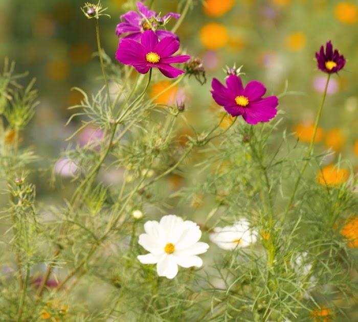 Winterharte Blumen Die Lange Blühen - Über Blumen