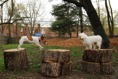 Rosie shows Rugby the ropes
