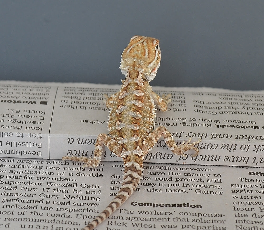 Rankin Bearded Dragon Care Sheet