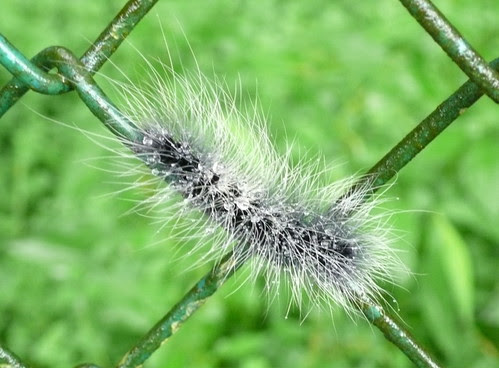 a black catterpilla with long white hairs with water drops on a metal fence