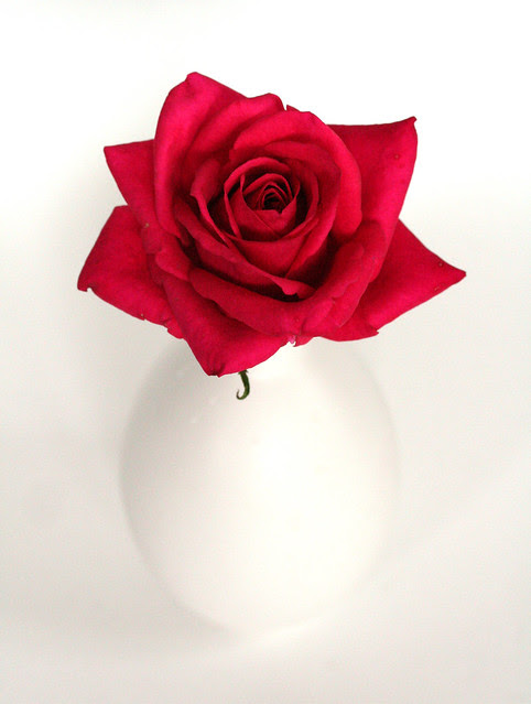 Victory Rose