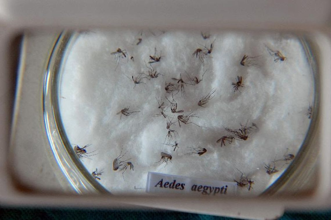 Mosquito da dengue, Aedes aegypti