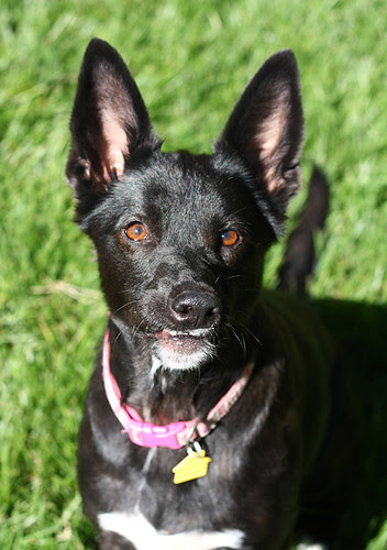 Kassie Foster Dog
