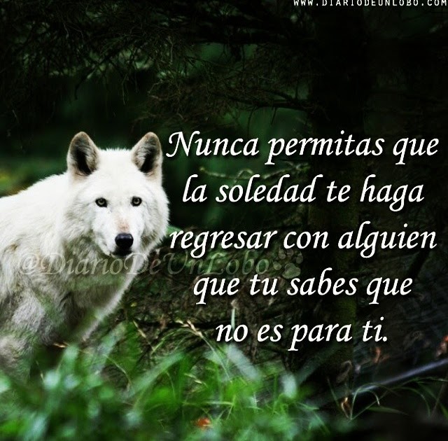 Featured image of post The Best 16 Soledad Frases De Lobos Solitarios