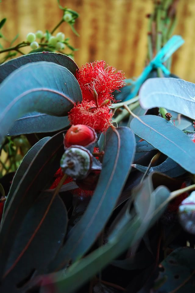Eucalyptus flower [enlarge]