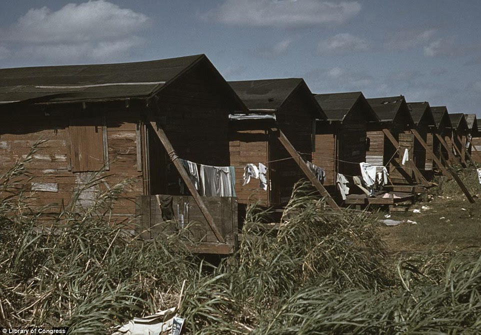 The wooden shacks occupied by Negro workers in Belle Glade stood in lines where families hung laundry to dry in the arid wind in the January 1941