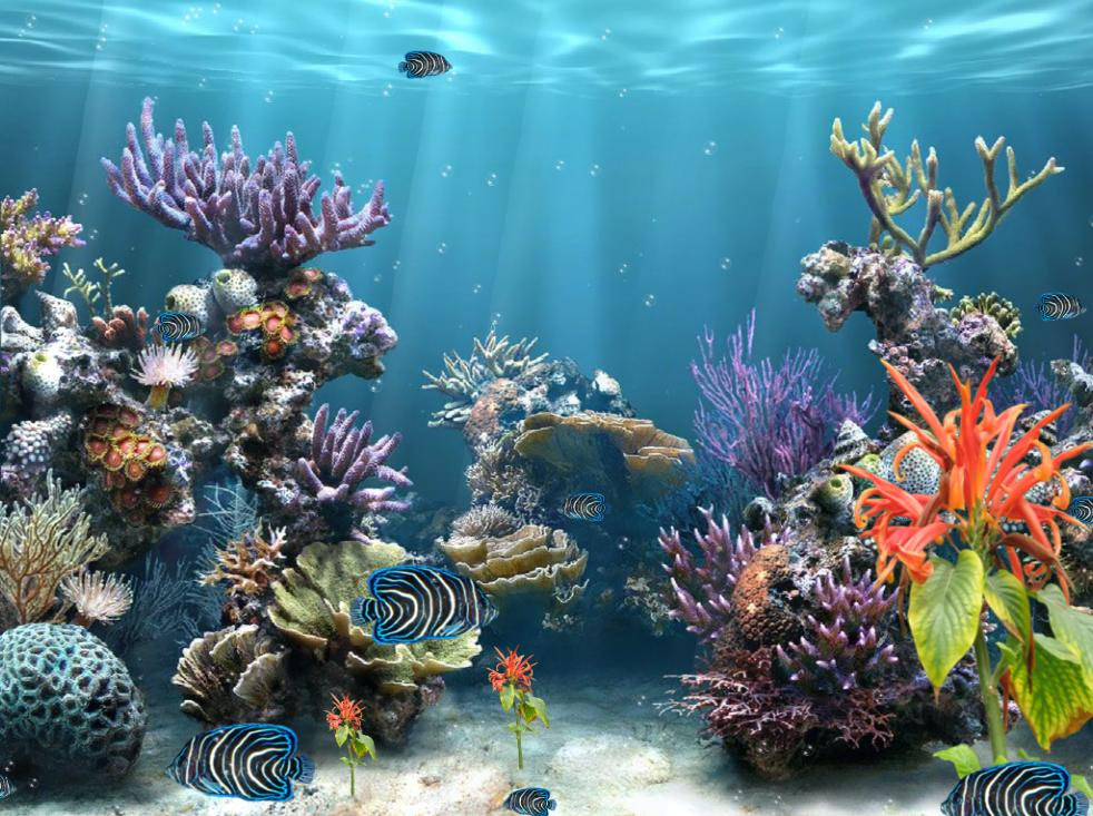 Free Aquarium Screensavers Hd: July 2012