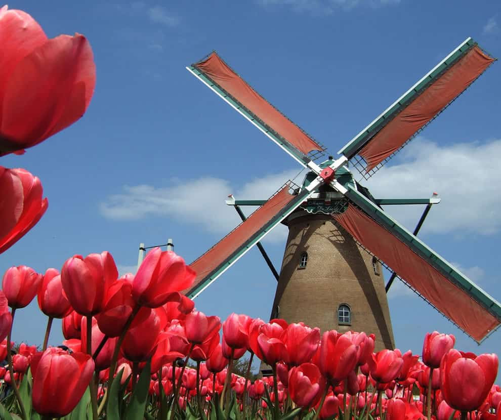 Sakura Πόλη Tulip Festival στην Ιαπωνία Ανεμόμυλος στην Ολλανδία, όχι, Sakura Πόλη Tulip Festival στην Ιαπωνία
