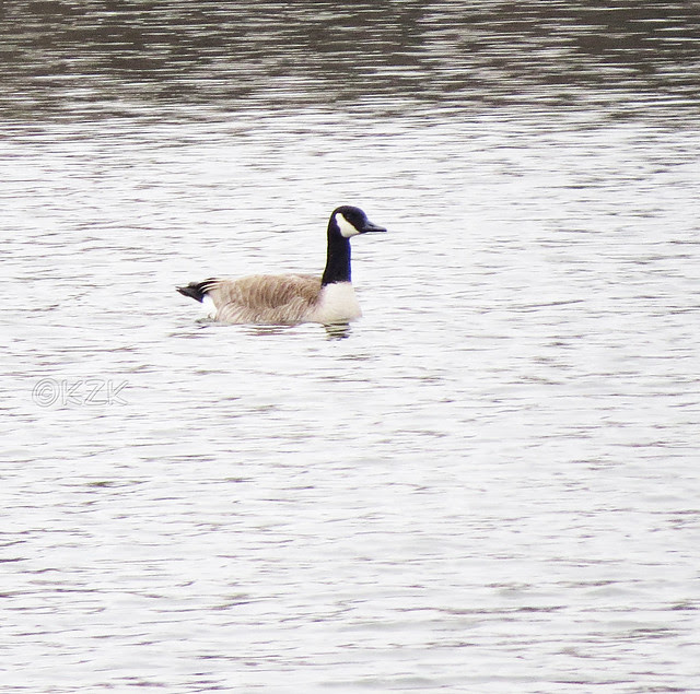 IMG_0273ps Canada Goose