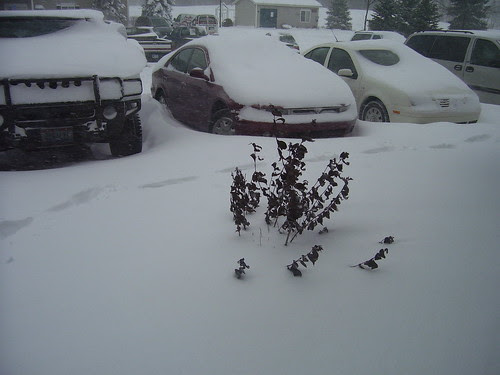 Michigan Winter