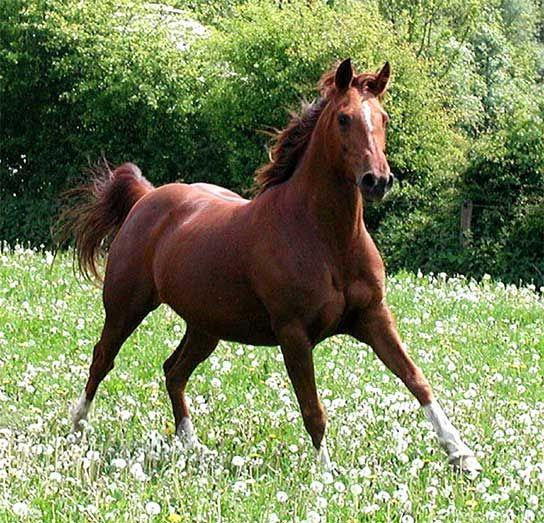 horses
