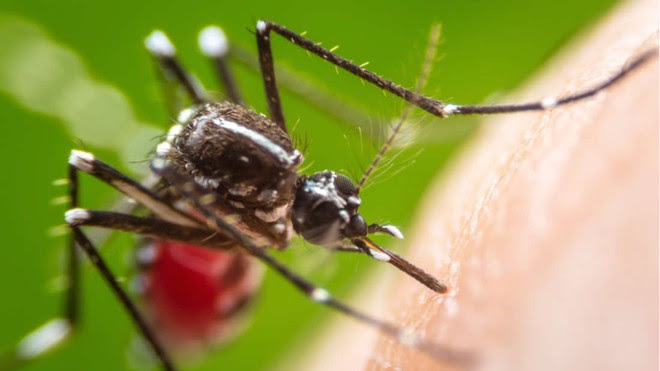 Công ty chị em của Google sắp thả 20 triệu con muỗi ra càn quét nước Mỹ - Ảnh 3.