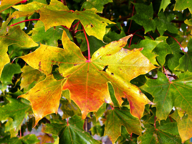 DSCN7280 Autumn leaf color