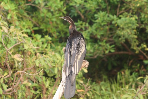 Snake-bird Darter (Anhinga melanogaster)