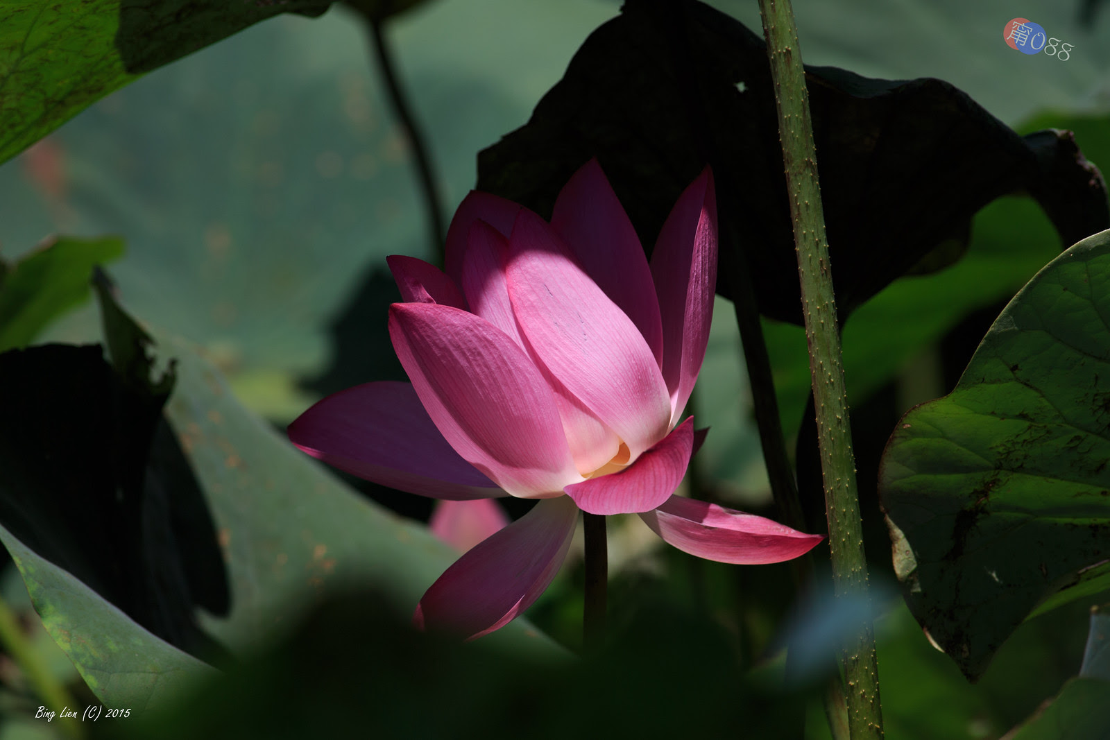 WATER_BING2779_LR