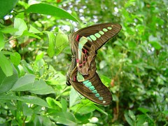 青帶鳳蝶/無限台南