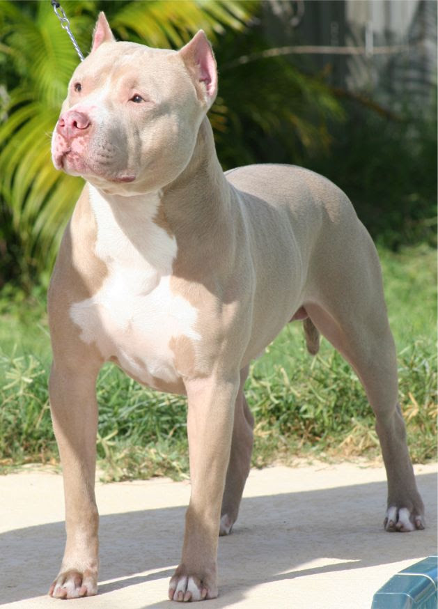 Everything About Your American Pit Bull Terrier Luv My Dogs Pimp Your Pets Like You
