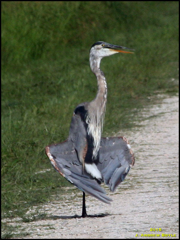 Great Blue Heron Great Blue Heron