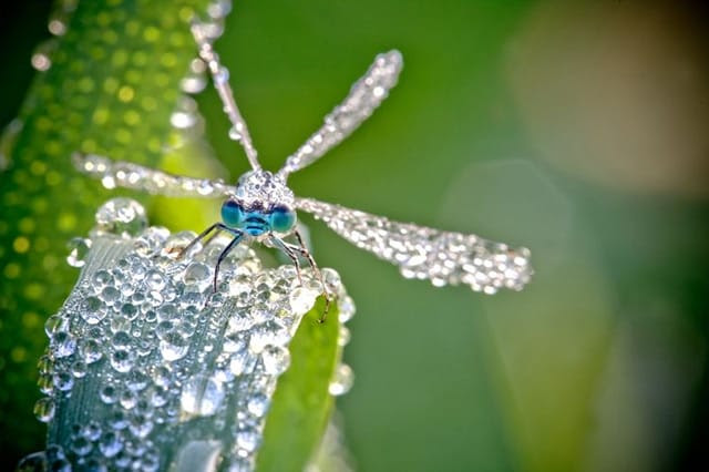 Macro Photographs of Dew Covered Dragonflies and Other Insects by David Chambon Macro Photographs of Dew Covered Dragonflies and Other Insects by David Chambon macro insects