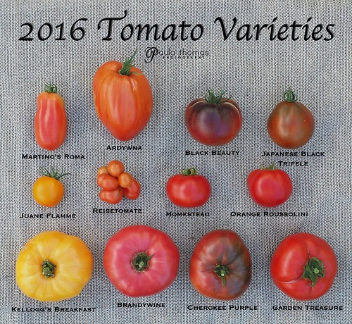 Tomato and Pepper Varieties 2017 | Gapey's Grub