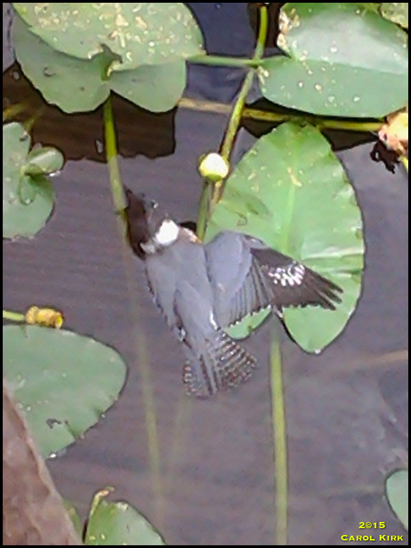 Belted Kingfisher Belted Kingfisher