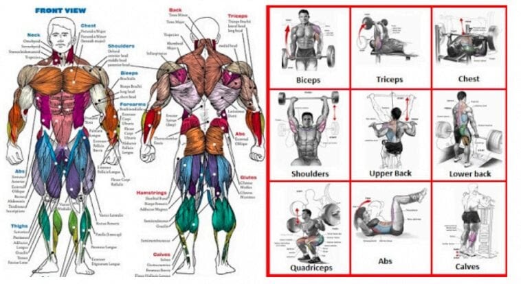 Lower Back Muscles List : Instructions: Repeat each exercise for 20 seconds one ... - The ...