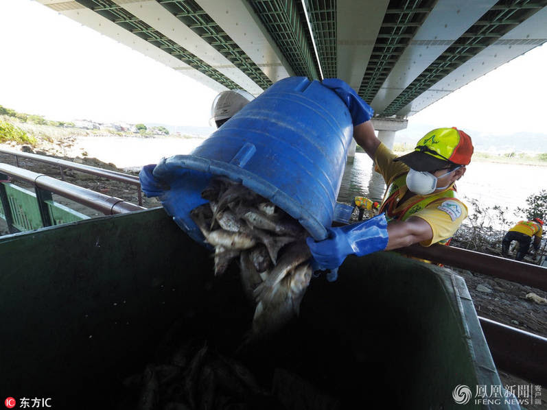 taiwan fish mass die-off, taiwan fish mass die-off august 2017, taiwan fish mass die-off video, taiwan fish mass die-off picture, taiwan fish mass die-off august 2017 video picture